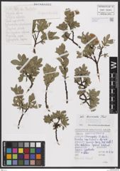 Foto von Salix breviserrata Flod.